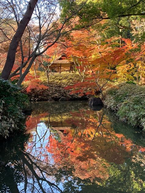 11月11日更新10月中旬東京の紅葉シーズン到来都内の由緒正しい絶景9庭園を巡る紅葉めぐりスタンプラリーを開催 NEWSCAST