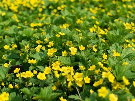 Ground Covers With Yellow Flowers