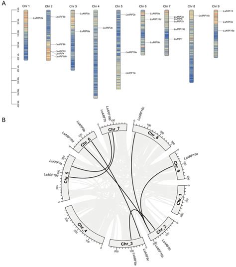 Ijms Free Full Text Genome Wide Analysis Of Auxin Response Factors