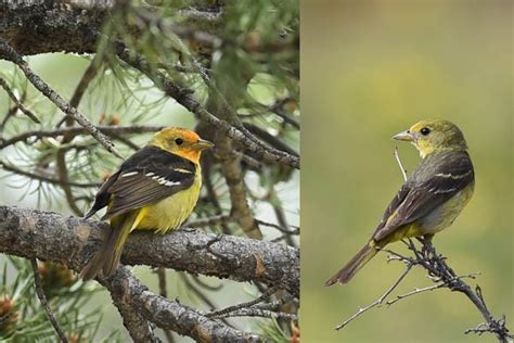 Sounds Western Tanager - Rocky Mountain National Park (U.S. National ...