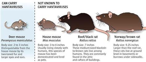 Hantavirus A Mouses Rare Dangerous T The North Shore News