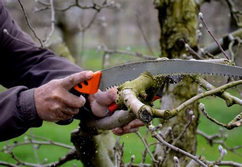 Expert Tips on the Right Time and Technique of Pruning Burning Bush ...