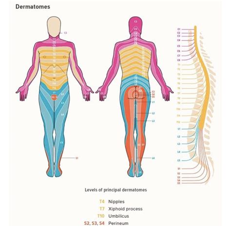 Dermatomes Orchard Health Clinic Osteopathy Physiotherapy And