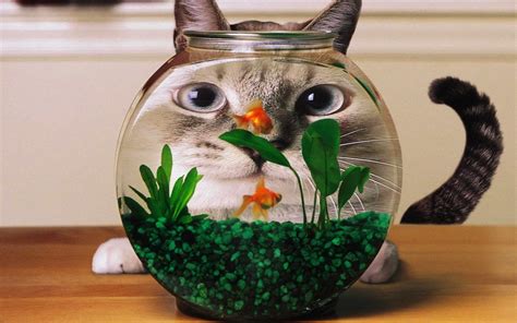 Cat Watching Goldfish in Aquarium HD Wallpaper | ReWallpaper