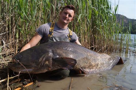 Auf Karpfen Und Welse Am Ebro Mit Fischen Bis 20 Kg Plus Extreme