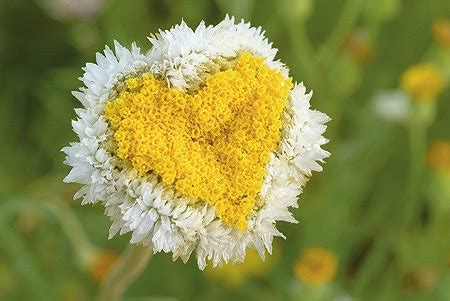 basziibcchompoo daisy bell