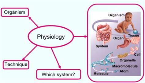 Lecture 1 Introduction To Physiology Dr Laura Corns Flashcards Quizlet