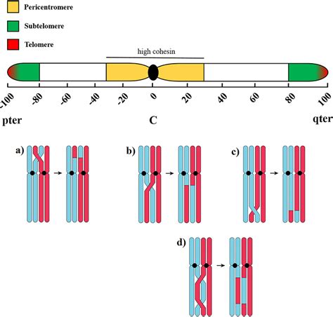 Diagram Depicting Meiotic Crossovers In Regions Along A Chromosome The