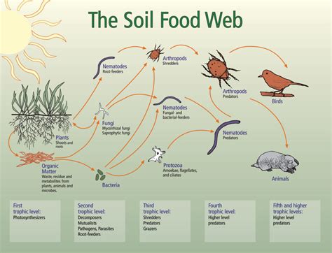 Soil Biology Cannabis Horticultural Association