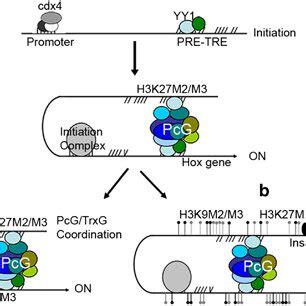 PDF Epigenetic Regulations In Hematopoietic Hox Code