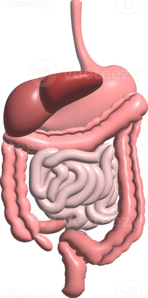 Función Del Sistema Digestivo órganos Internos Gráfico 3d 11578164 Png