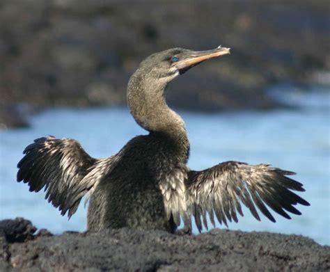 10 Amazing Flightless Birds In The World The Mysterious World