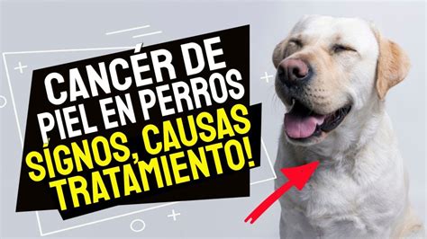 Tumor de piel en perros causas síntomas y tratamiento