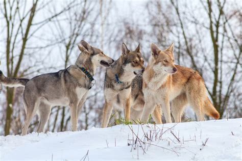 Wolfdog Pack Stock Photos - Free & Royalty-Free Stock Photos from Dreamstime