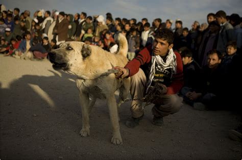 Dogfighting Making A Comeback In Afghanistan The New York Times