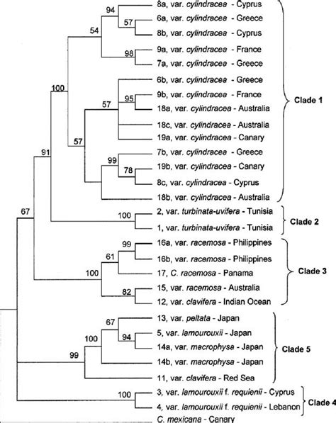 Molecular Phylogenetic Tree Based On A Comparison Of Its1 58s Its2