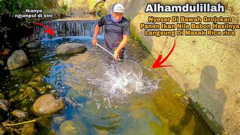 Alhamdulillah Nyeser Di Bawah Grojokan Panen Ikan Nila Babon