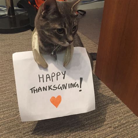 Happy Thanksgiving From The Cat This Is About As Creative As We Could