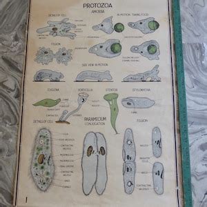 Large Old School Botanical Chart Protozoa Amoeba Weird Etsy