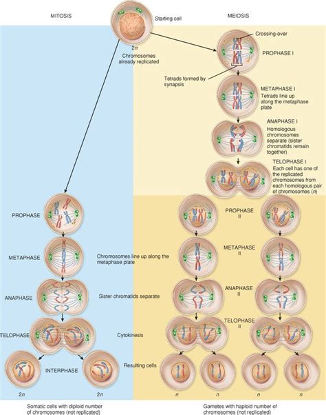 Diagrams Of Mitosis And Meiosis Phases Scientific Designing