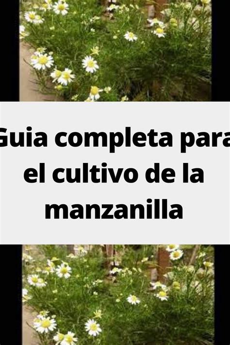 Cultivo De Amapola Gu A Completa Para El Xito En El Cultivo Y Cuidado