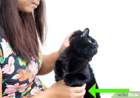 How to Hold a Cat by the Scruff: 15 Steps (with Pictures)