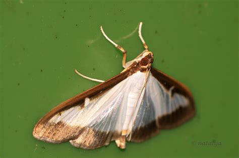 Pušpanova Vešča Box Tree Moth Cydalima Perspectalis Natalija Flickr