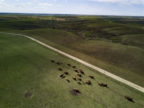 Plant Community Dynamics In Grassy Grazed And Changing Ecosystems