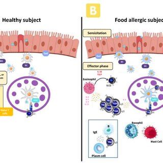 Immune Cells Involved In Healthy Subjects Tolerance To Food Allergens