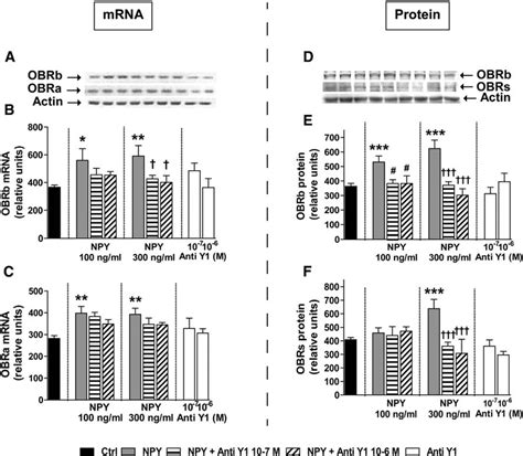 Effect Of Bibp An Npy Y Receptor Subtype Antagonist On The