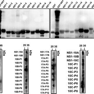 Detection Of Fusion Protein Expression The GST Tagged Truncated Fusion