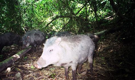 Protecting Nicaragua’s Natural Paradise for Jaguars and Other Wildlife ...