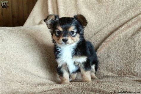 Rover - Papillon Mix Puppy For Sale in Pennsylvania