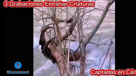 3 Grabaciones de Extrañas Criaturas CAPTADAS EN CÁMARA YouTube