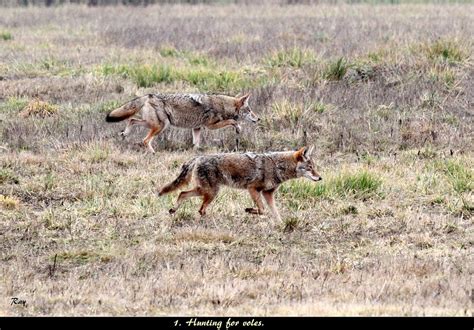 Wild Coyotes 1 2 2019 Two Coyotes Hunting Together On Thi Flickr