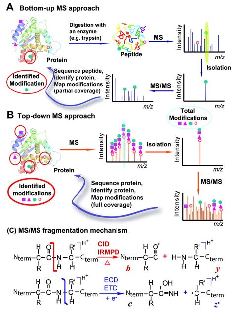 Comprehensive Analysis Of Protein Modifications By Top Down Mass Spectrometry Circulation