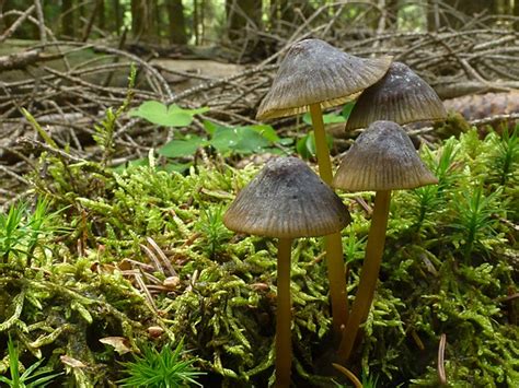 Mycena Viridimarginata Ngid Naturgucker De Enjoynature