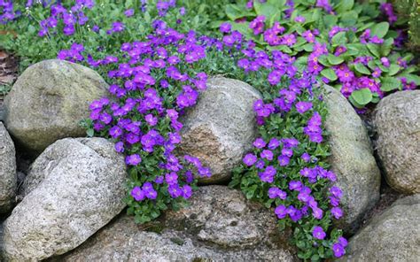 How To Build And Plant An Alpine Rock Garden David Domoney