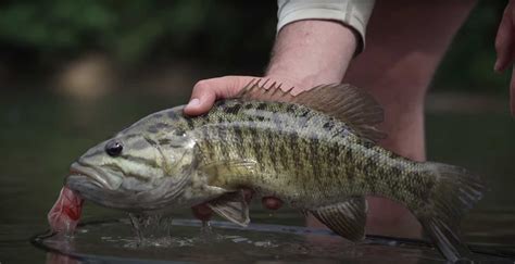 Creek Fly Fishing For Smallmouth Bass Top 5 Tips Midcurrent