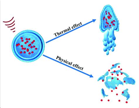 Thermal And Non Thermal Physical Effect Of Ultrasound On