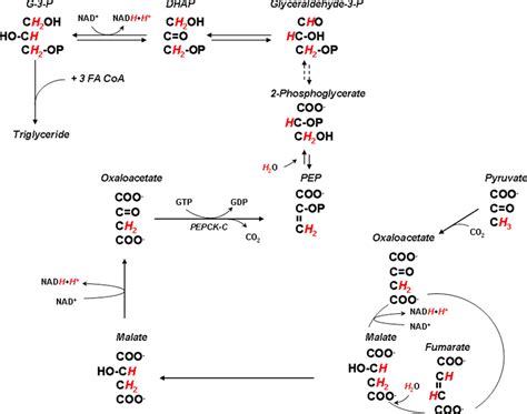 Glyceroneogenesis Is The Dominant Pathway For Triglyceride Glycerol