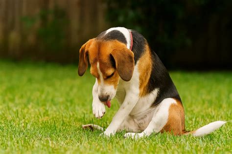 Cachorro Lambendo Muito A Pata - Cachorro lambe muito as patas? Veja quando isso é sinal de alerta - Leouve