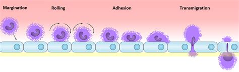 Acute Inflammation Part 2 Cytokines And Leukocyte Extravasation