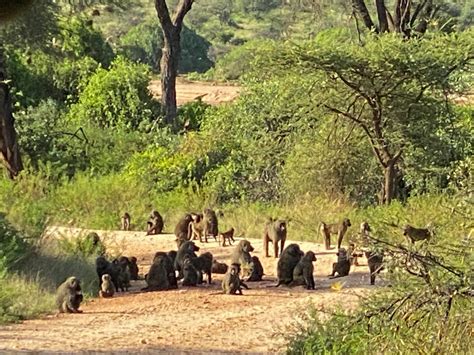 A Two-Day Visit to Samburu National Reserve - Travel A-Broads