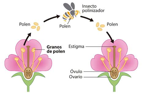 La reproducción ocurre en las flores Escolar ABC Color
