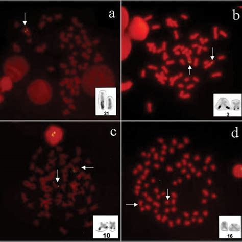 Fluorescent In Situ Hybridization With 18S RDNA Probe In A