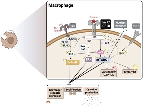 Frontiers Regulation Of The Immune System By The Insulin Receptor In