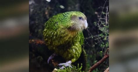 Discover The Extraordinary World Of The Kākāpō — The Green Flightless ...