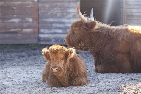 Scottish Highland Cow & Bull Calf Stock Photo - Image of grazing ...