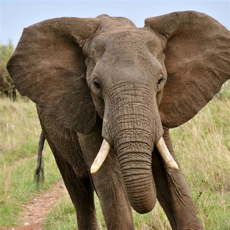 Elephant Eating Peanuts